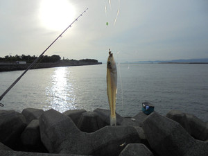 Dsc00154_medium