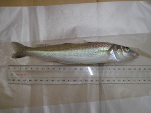 Cimg3971_large