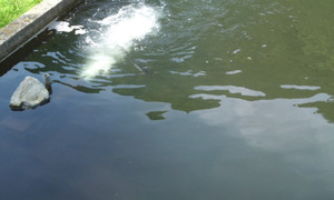 Photo_8