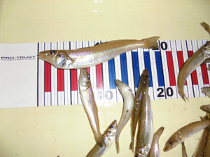 Dsc00141_large