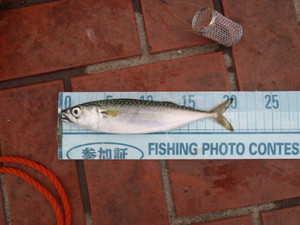P7130053_medium