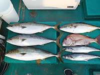 P8030027_medium