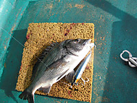 Cimg0535_medium