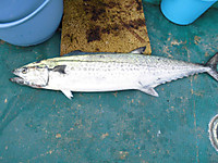 Cimg0536_medium
