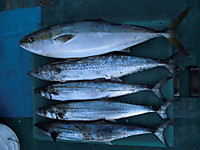 Cimg0539_medium