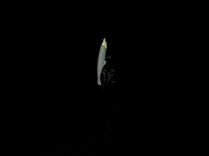 Dsc00175_medium_2