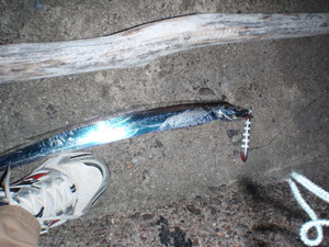 P8273099_large