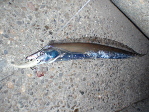 Pa063142_large