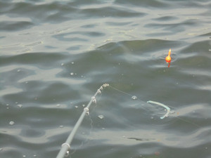 Dsc00193_medium