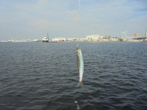 Dsc00197_medium