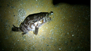 Nec_0521_medium