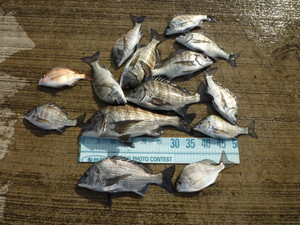 P1030312_medium