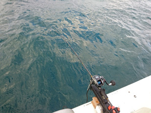 Dsc_0666_large
