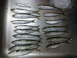 031901_medium