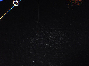 P1093257_medium_2