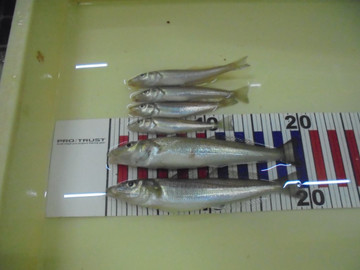 Dsc04411_medium