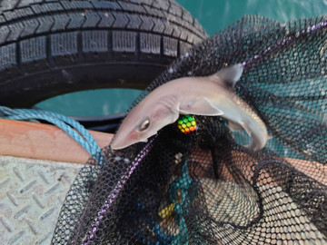 589402270551244836 589402270551244836