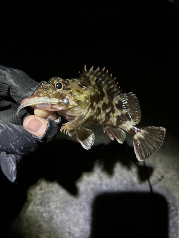 591176464616390964 591176464616390964