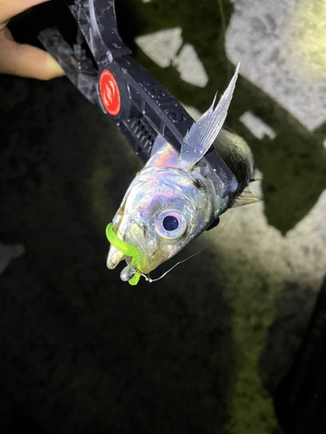 591393711729672652 591393711729672652