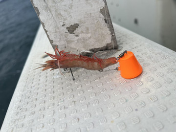 606625132962381893_medium