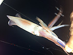 Img_0225_medium_2