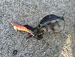Img_0503_medium_2