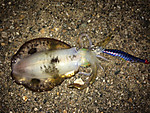 Img_0698_medium_2