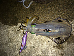 Img_0831_medium