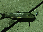 Img_0850_medium