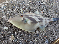 Photo_10