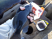 Photo_8