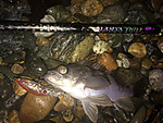 Img_0895_medium