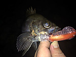 Img_0898_medium