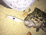 Img_0901_medium