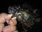 Img_0910_medium