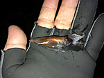 Img_0920_medium_2