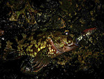 Img_0921_medium