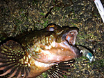 Img_0928_medium