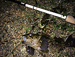 Img_0930_medium
