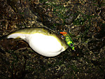 Img_0938_medium_2