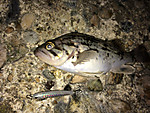 Img_1022_medium