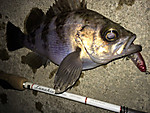 Img_1035_medium