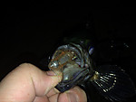 Img_1045_medium