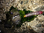 Img_1097_medium