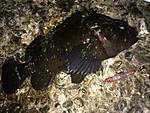 Img_1098_medium