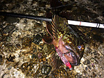 Img_1100_medium