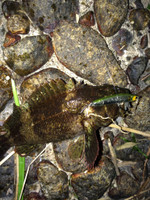 Img_1113_medium