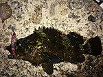 Img_1156_medium