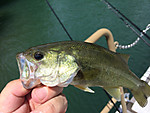 Img_1311_medium