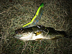 Img_1334_medium_2